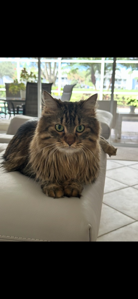 Fluffy tabby cat relaxing on a chair