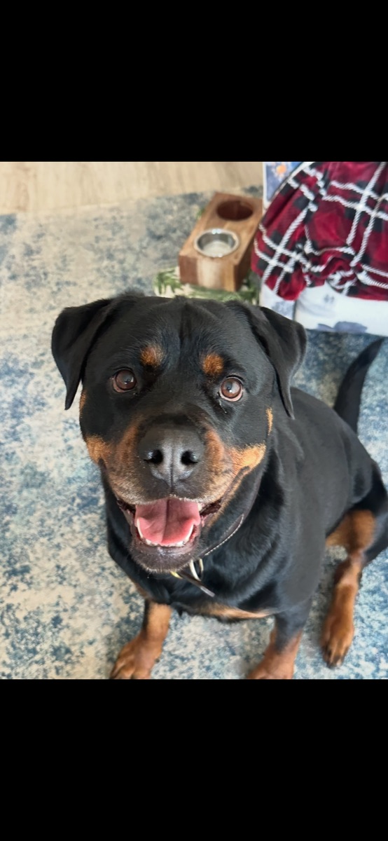 Happy black and tan dog looking up