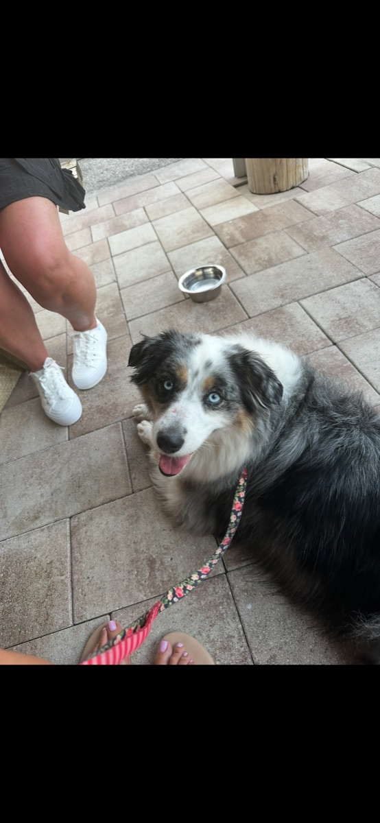 Blue-eyed dog enjoying time outside