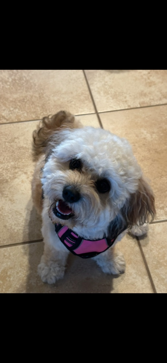 Small fluffy dog wearing a pink harness