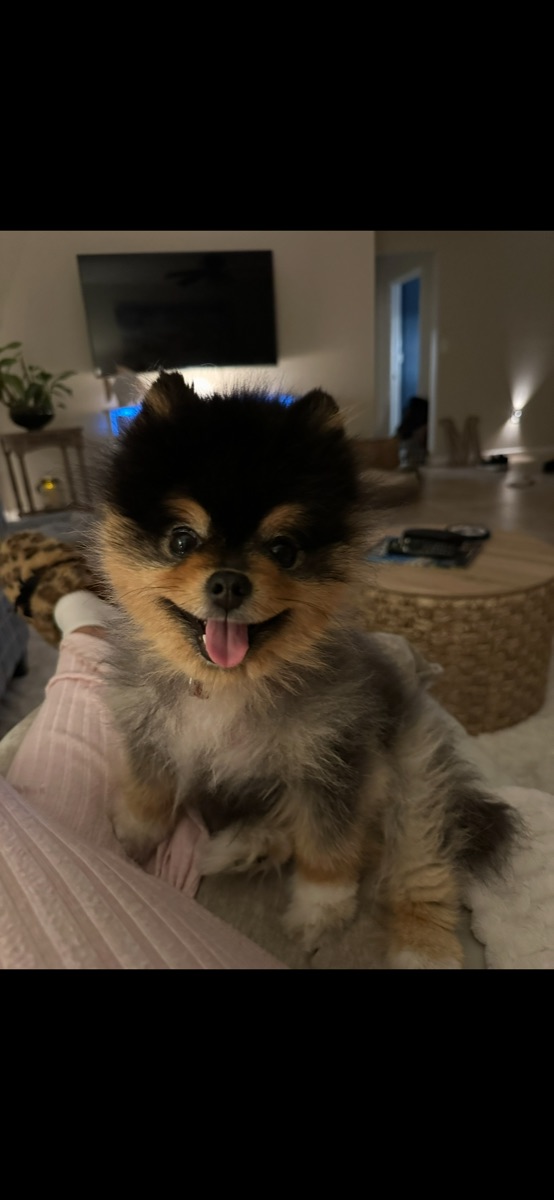 Small fluffy dog resting on a lap