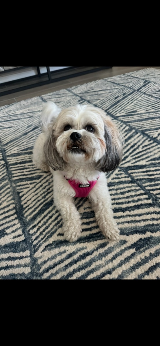 White and gray dog in a pink harness