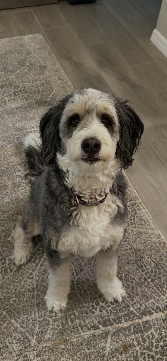 Curly-coated dog sitting at home