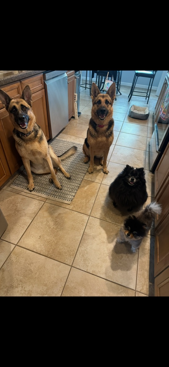 Four dogs together in a kitchen