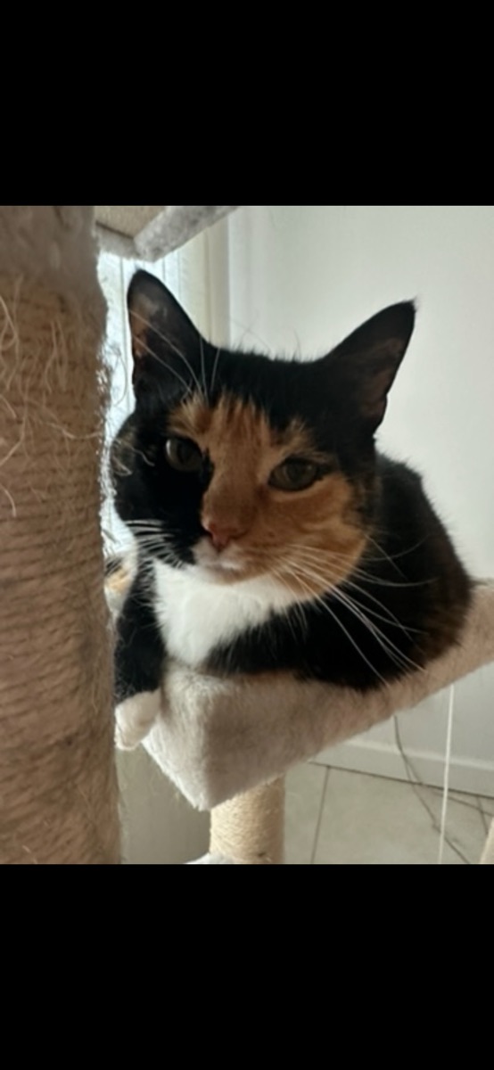 Calico cat resting on a cat tree