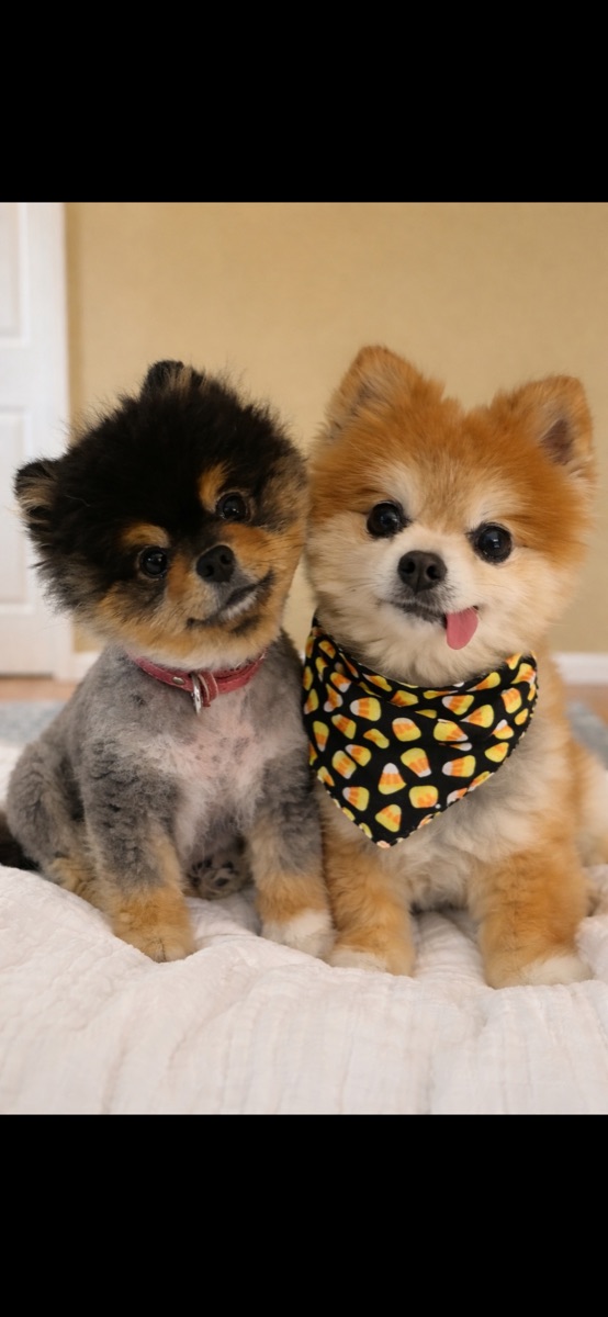 Two fluffy small dogs sitting together at home